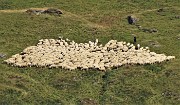 38 In men che no si dica il cuore cambia forma restringendosi le pecore le une accostate alle altre